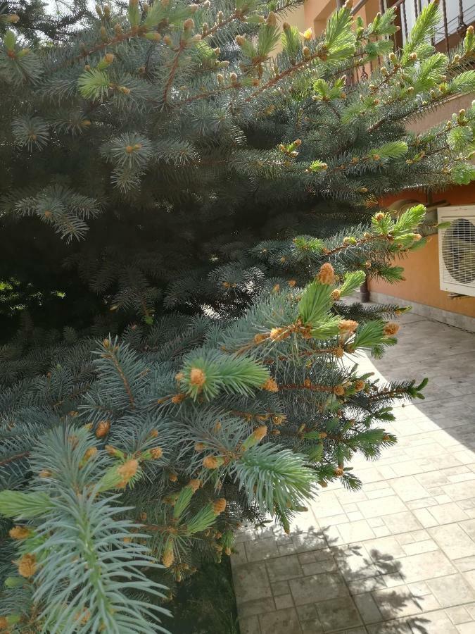 نيسيبار Hotel Dalia المظهر الخارجي الصورة