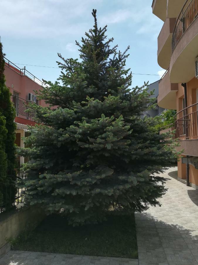 نيسيبار Hotel Dalia المظهر الخارجي الصورة